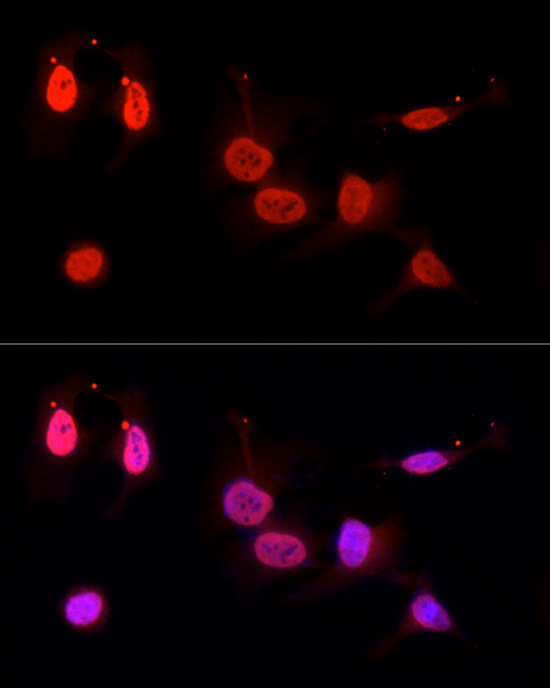 Anti-CREB1 Rabbit pAb