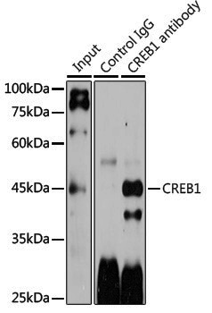 Anti-CREB1 Rabbit pAb
