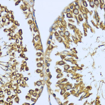 Anti-Hsp90 alpha Rabbit pAb