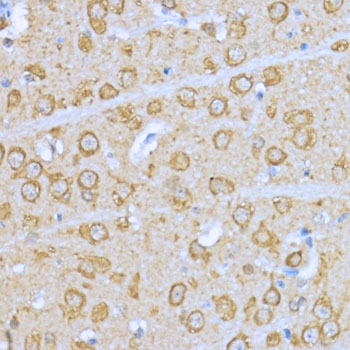 Anti-Hsp90 alpha Rabbit pAb