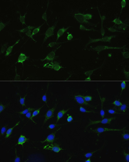 Anti-Hsp90 alpha Rabbit pAb