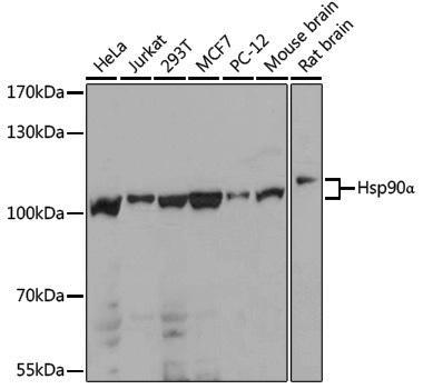 Anti-Hsp90 alpha Rabbit pAb