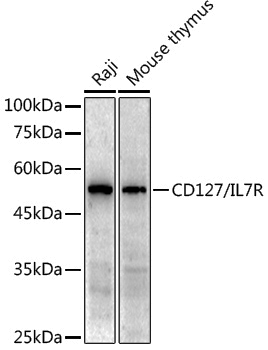 Anti-CD127 Rabbit pAb