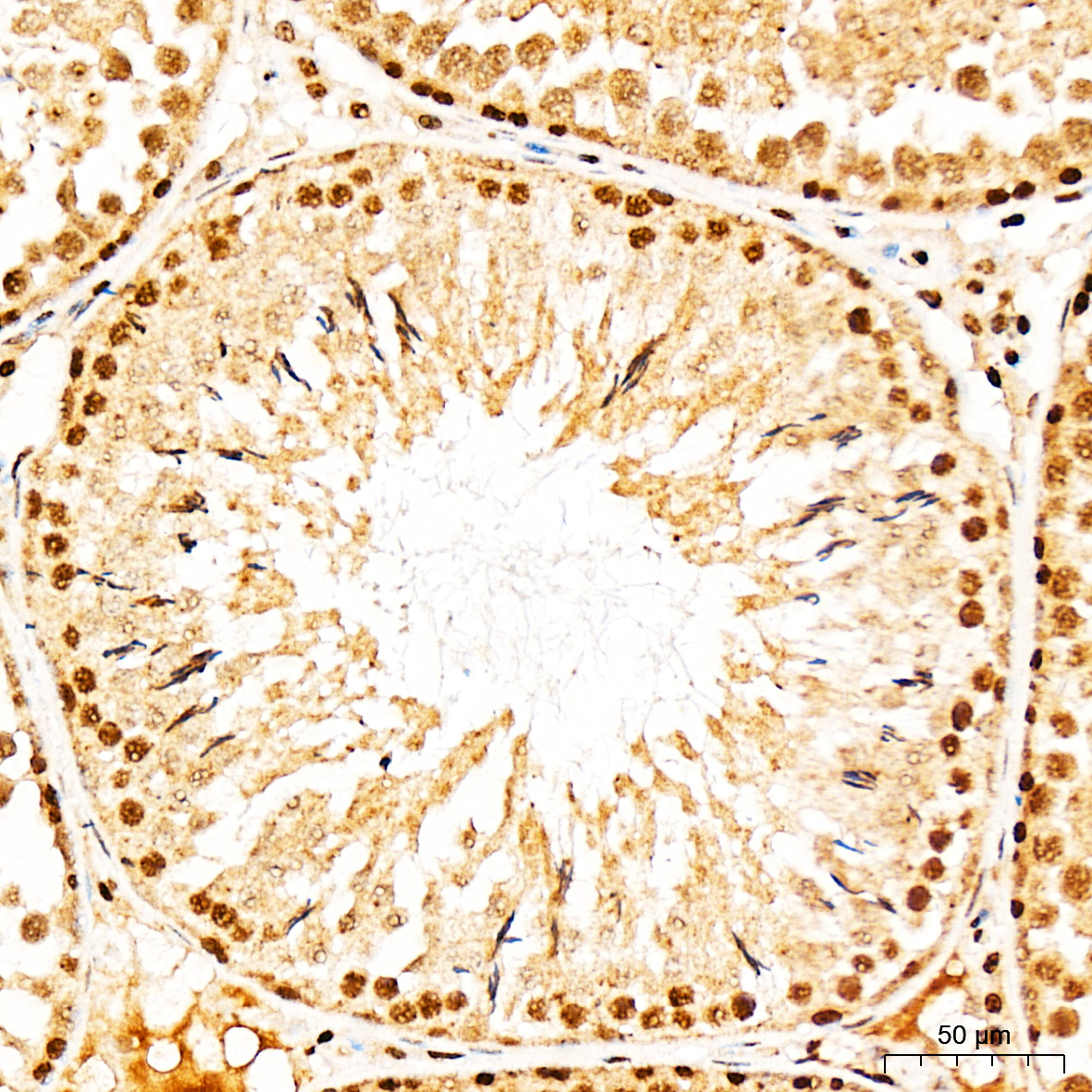 Anti-AMPK alpha 1 Rabbit pAb