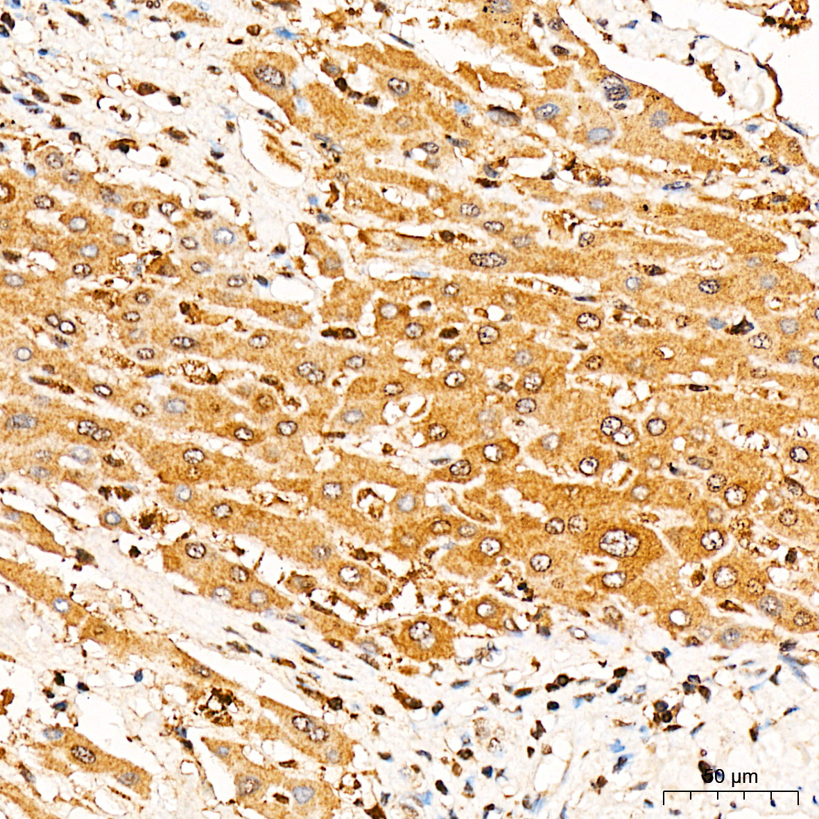 Anti-AMPK alpha 1 Rabbit pAb
