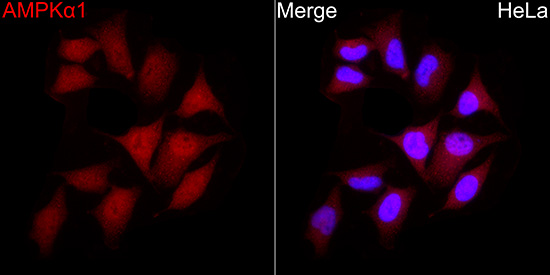 Anti-AMPK alpha 1 Rabbit pAb