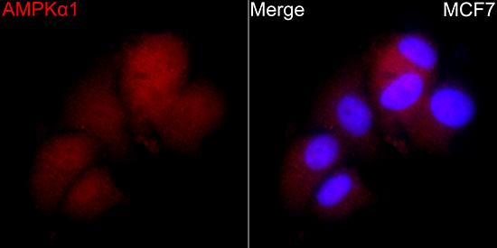 Anti-AMPK alpha 1 Rabbit pAb