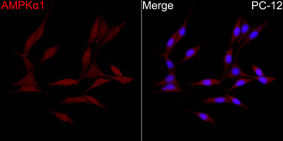 Anti-AMPK alpha 1 Rabbit pAb