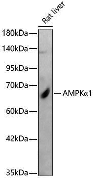 Anti-AMPK alpha 1 Rabbit pAb