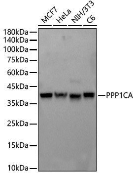 Anti-PP1C alpha Rabbit pAb
