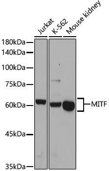 Anti-MiTF Rabbit pAb