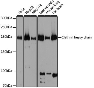 Anti-Clathrin Heavy Chain Rabbit pAb