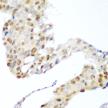 Anti-CDK1 Rabbit pAb
