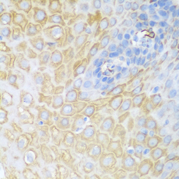 Anti-CDK1 Rabbit pAb