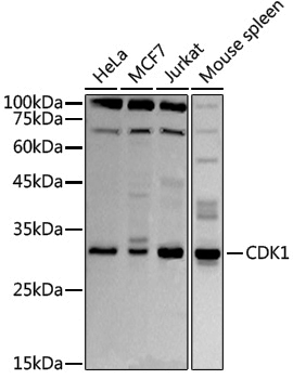 Anti-CDK1 Rabbit pAb