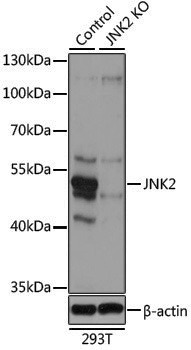 [KO Validated] Anti-JNK2 Rabbit pAb