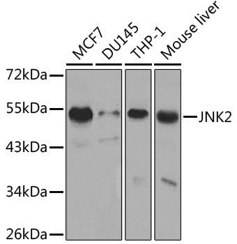 [KO Validated] Anti-JNK2 Rabbit pAb