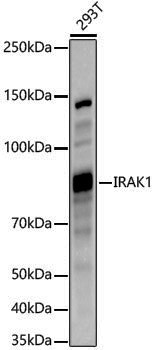 Anti-IRAK1 Rabbit pAb