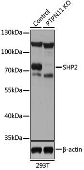 [KO Validated] Anti-SHP2 Rabbit pAb