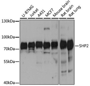 [KO Validated] Anti-SHP2 Rabbit pAb