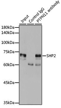 [KO Validated] Anti-SHP2 Rabbit pAb