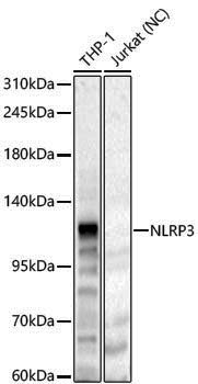 Anti-NLRP3 Rabbit pAb