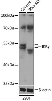 [KO Validated] Anti-IKK gamma Rabbit pAb