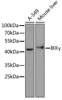 [KO Validated] Anti-IKK gamma Rabbit pAb
