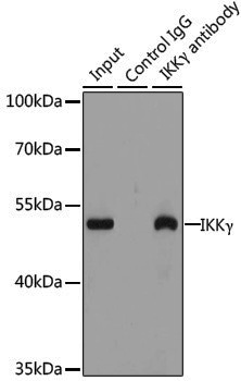[KO Validated] Anti-IKK gamma Rabbit pAb