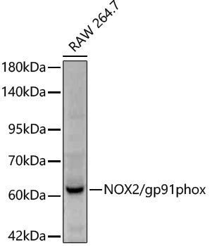 Anti-NOX2 Rabbit pAb