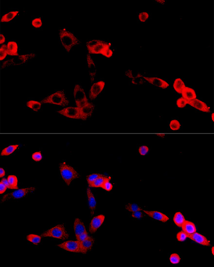 Anti-FGFR2 Rabbit pAb