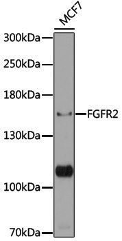 Anti-FGFR2 Rabbit pAb