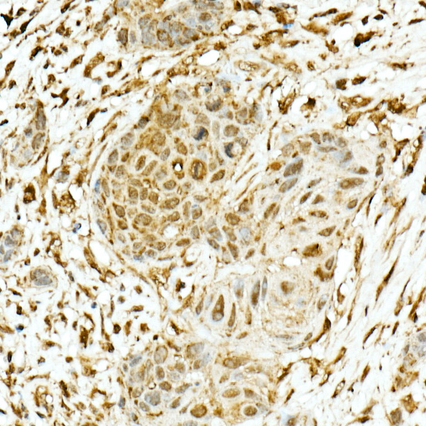 Anti-Nrf2 Rabbit pAb