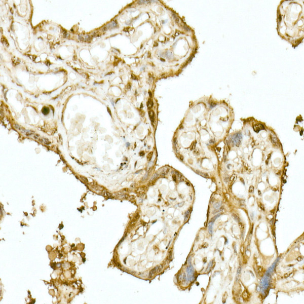 Anti-Nrf2 Rabbit pAb