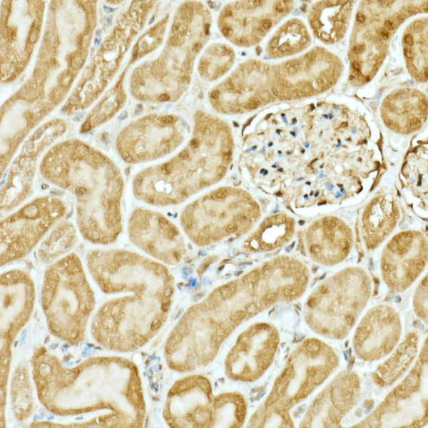 Anti-Nrf2 Rabbit pAb