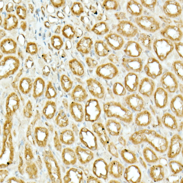 Anti-Nrf2 Rabbit pAb