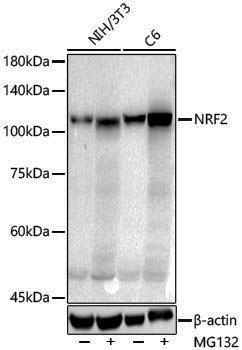 Anti-Nrf2 Rabbit pAb