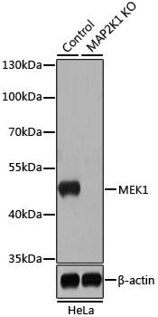[KO Validated] Anti-MEK1 Rabbit pAb