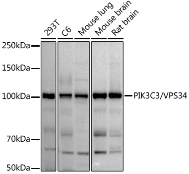 Anti-PI3 kinase p100 Rabbit pAb