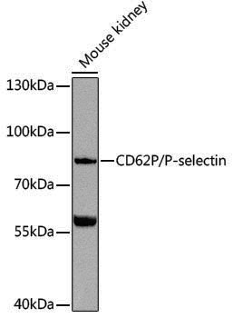 Anti-CD62P Rabbit pAb