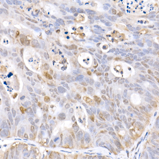Anti-Hsp70 Rabbit pAb