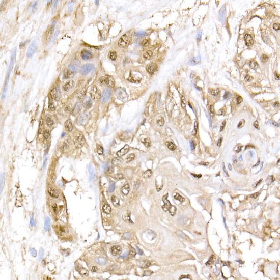 Anti-Hsp70 Rabbit pAb
