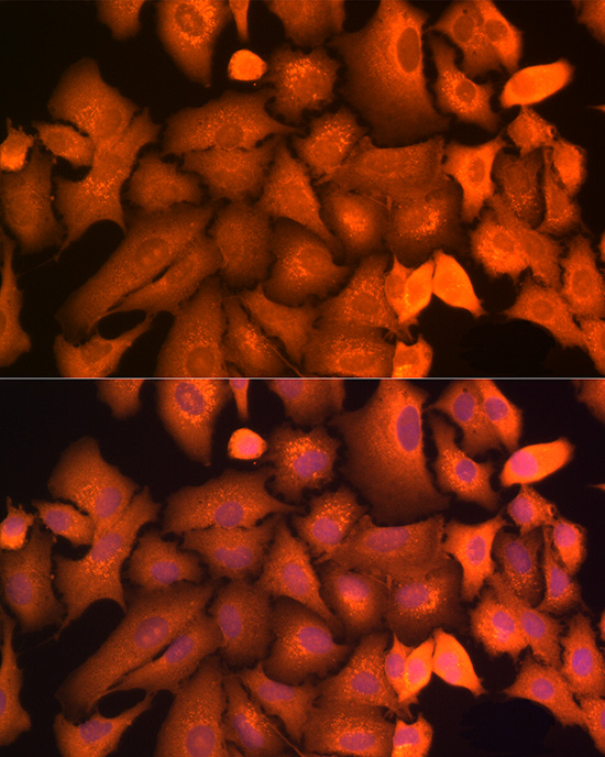 Anti-Hsp70 Rabbit pAb