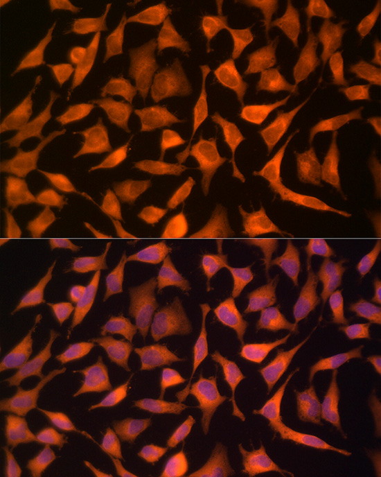 Anti-Hsp70 Rabbit pAb