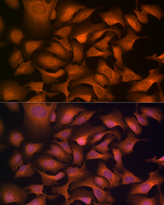 Anti-Hsp70 Rabbit pAb