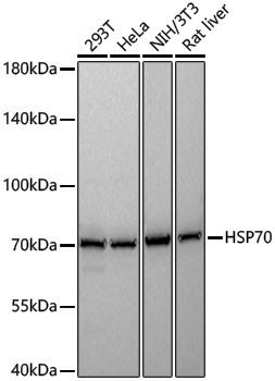 Anti-Hsp70 Rabbit pAb
