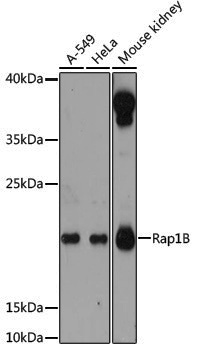 Anti-RAP1B Rabbit pAb