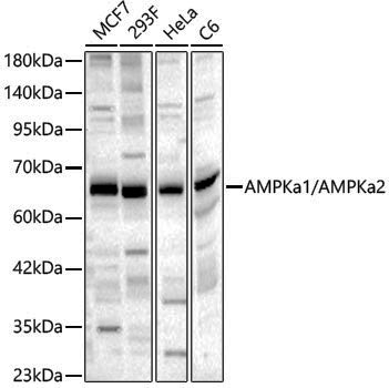 Anti-AMPK alpha 1/2 Rabbit pAb