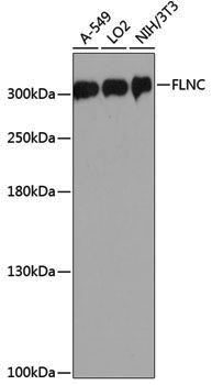 Anti-Filamin C Rabbit pAb