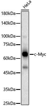 Anti-c-Myc Rabbit pAb